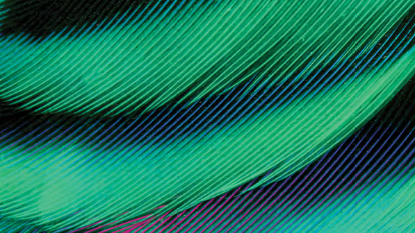 Feather; image used for HSBC Jade Perspectives. 